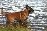 MALINOIS 1085